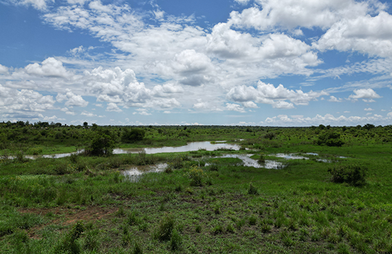 Lango Wetland Landscape